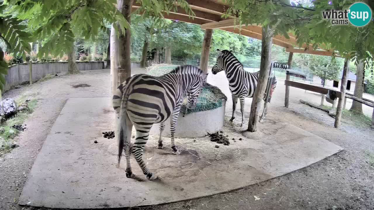Live webcam Les zèbres in Ljubljana ZOO – Slovénie