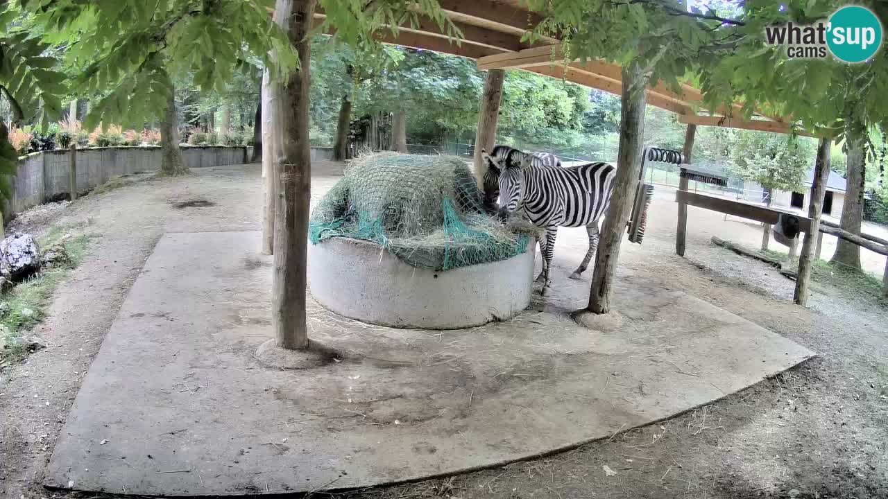 Live webcam Zebras in Ljubljana ZOO – Slovenia