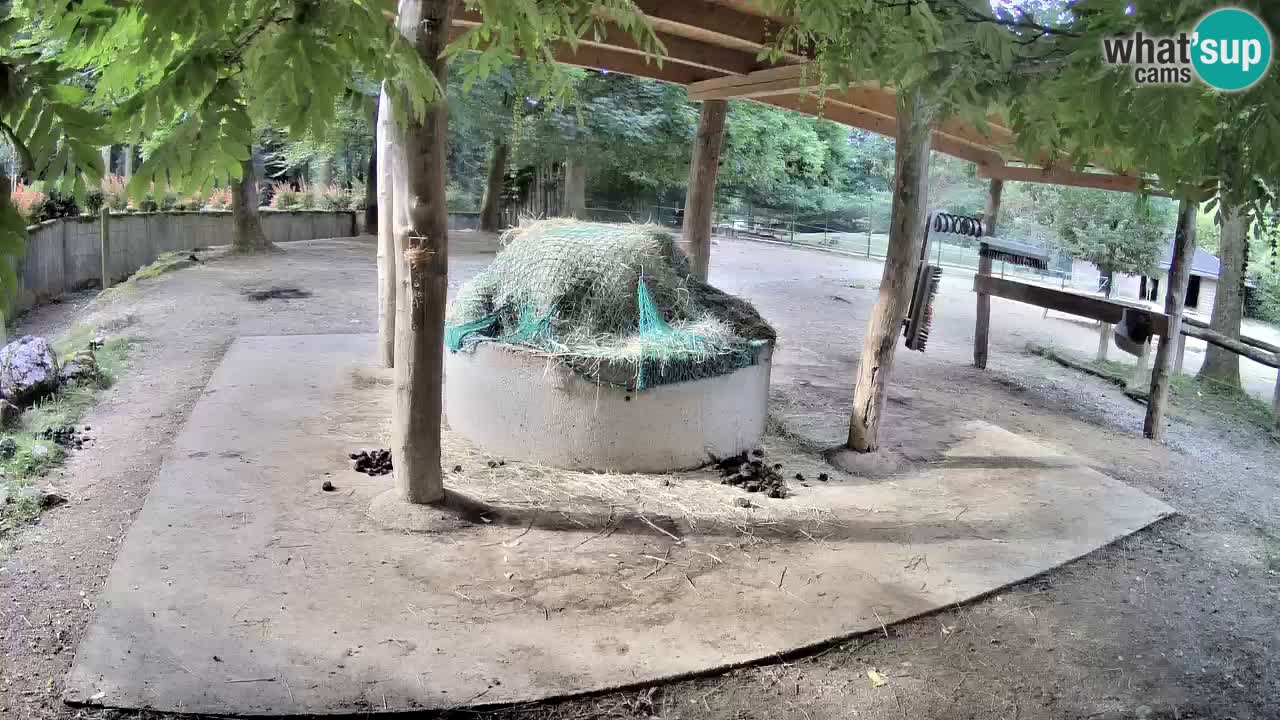 Live webcam Zebras in Ljubljana ZOO – Slovenia