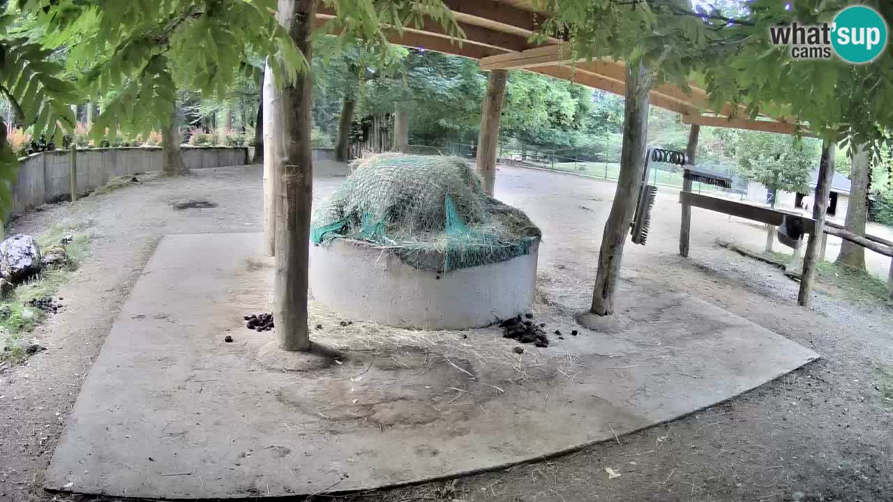 Web kamera uživo Zebras u ZOO Ljubljana – Slovenija