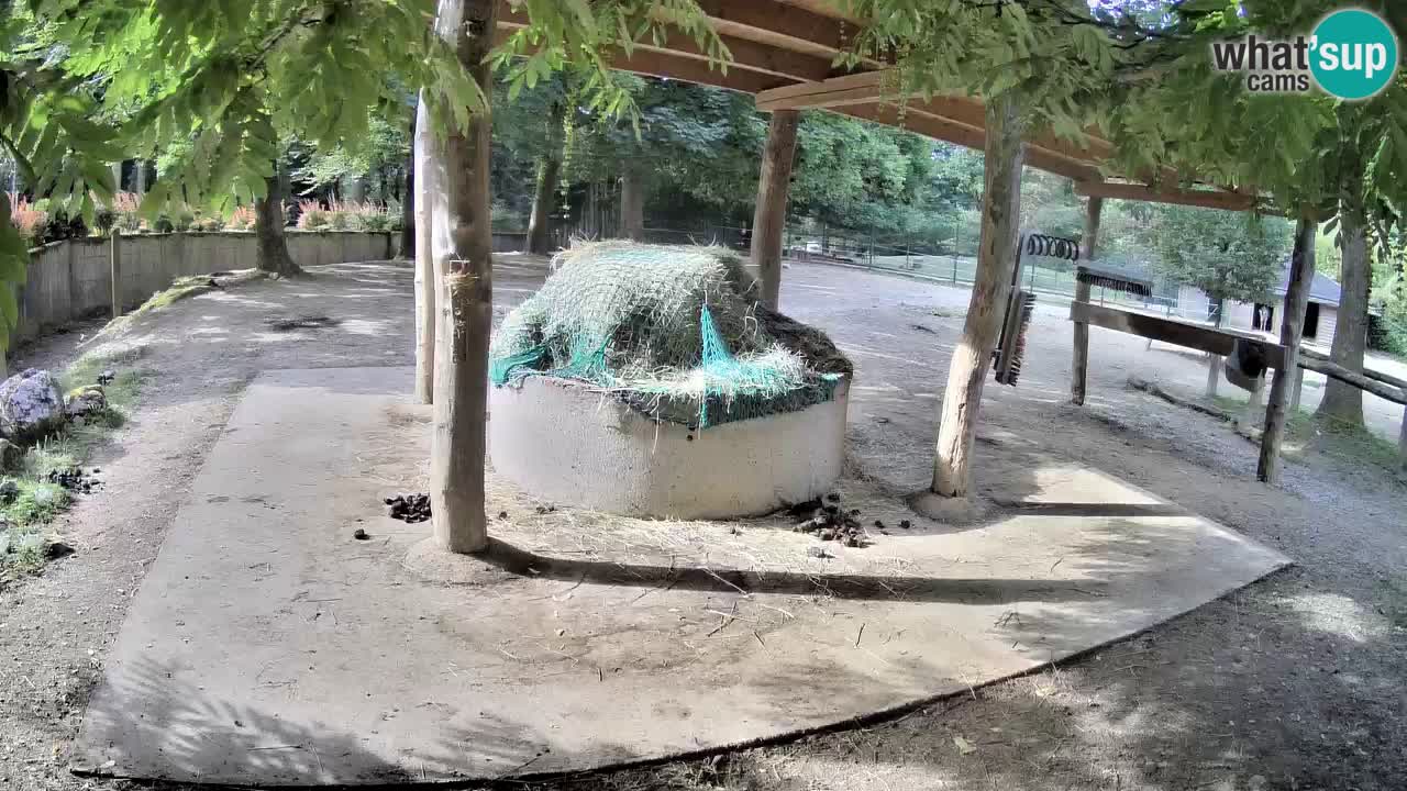 Live webcam Zebras in Ljubljana ZOO – Slovenia