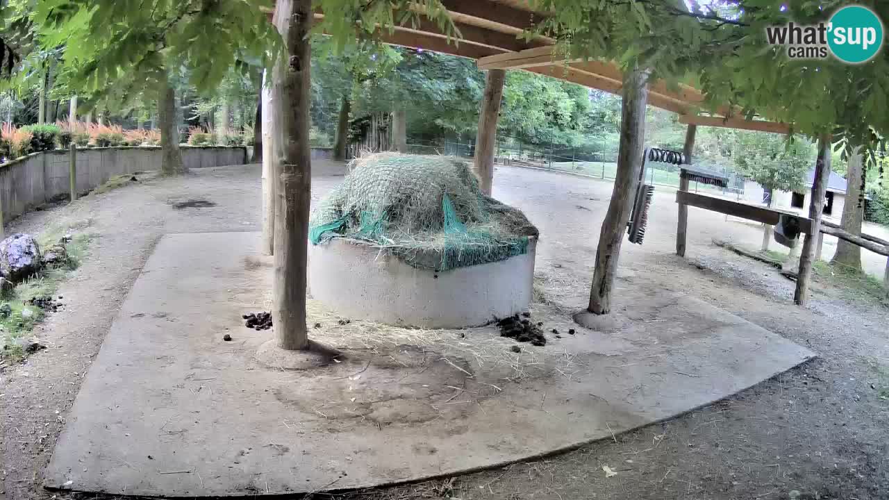 Live webcam Zebras in Ljubljana ZOO – Slovenia