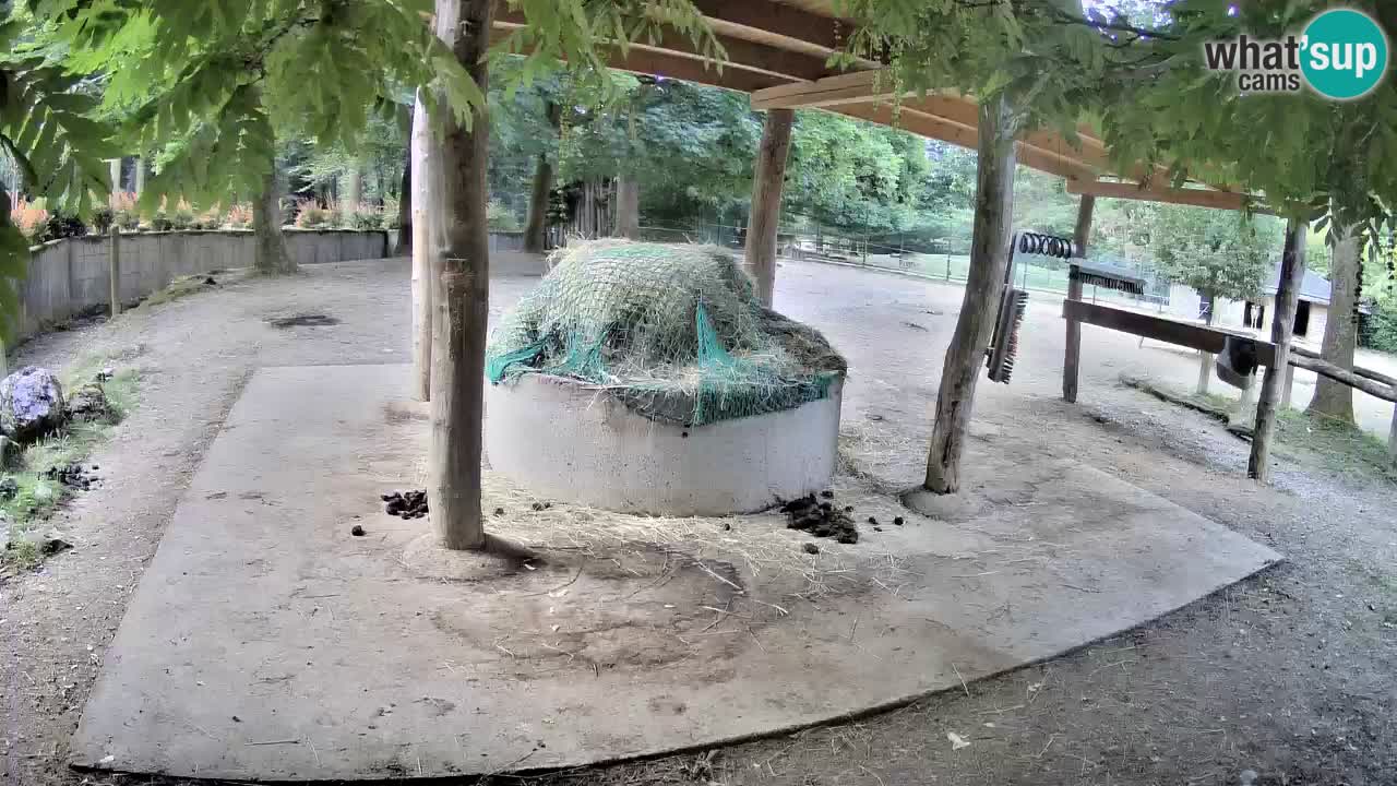 Le Zebre nello ZOO di Ljubljana – Slovenia Live webcam