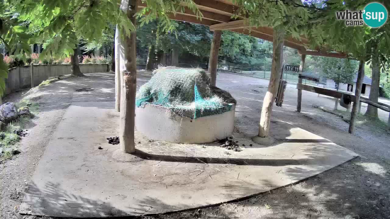 Le Zebre nello ZOO di Ljubljana – Slovenia Live webcam