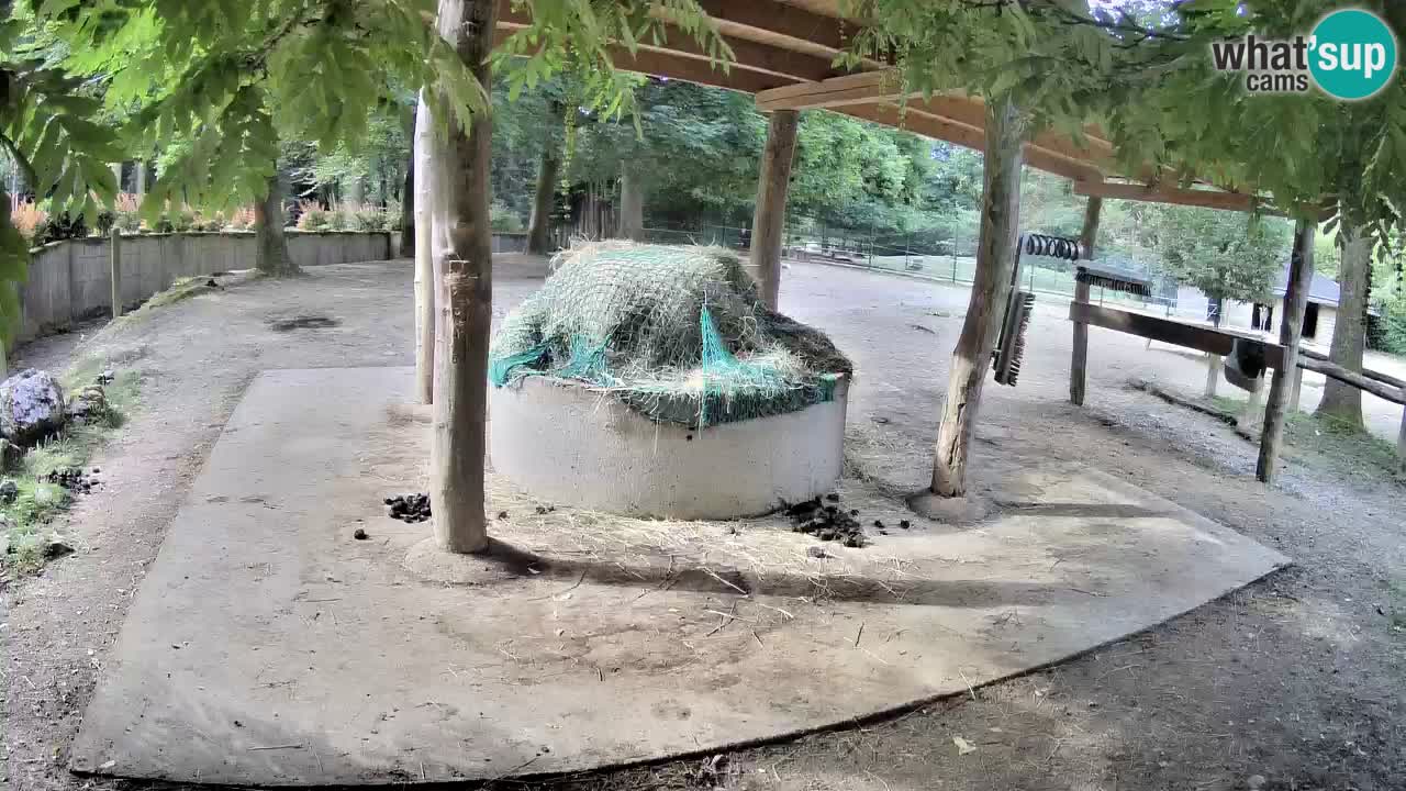 Web kamera uživo Zebras u ZOO Ljubljana – Slovenija