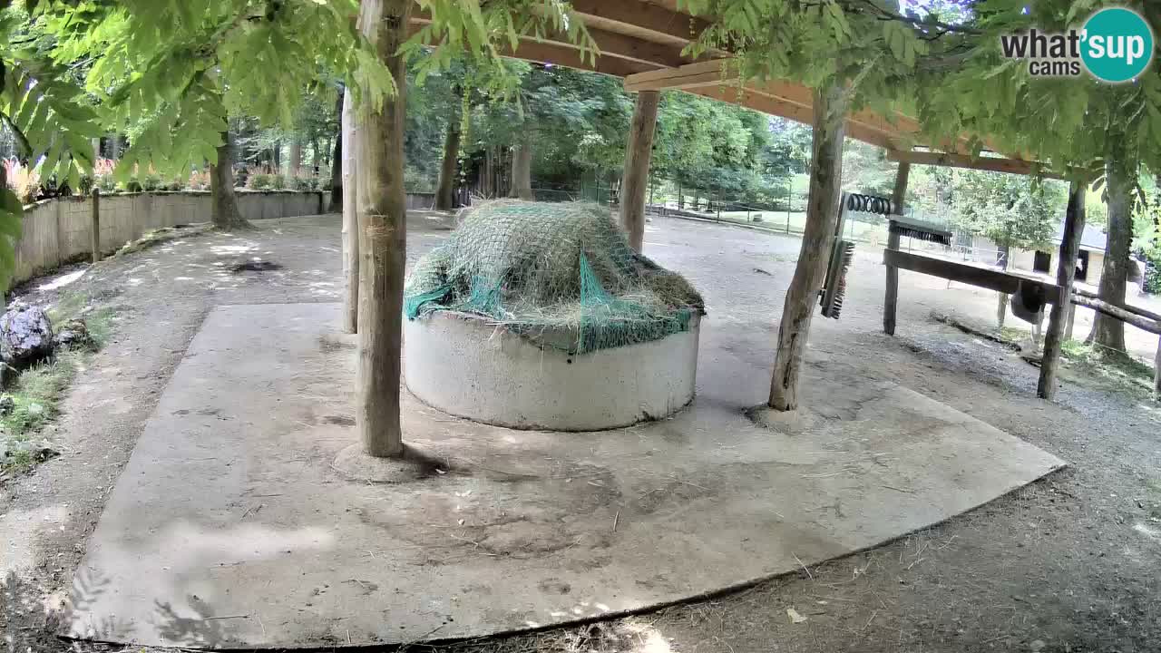 Web kamera uživo Zebras u ZOO Ljubljana – Slovenija