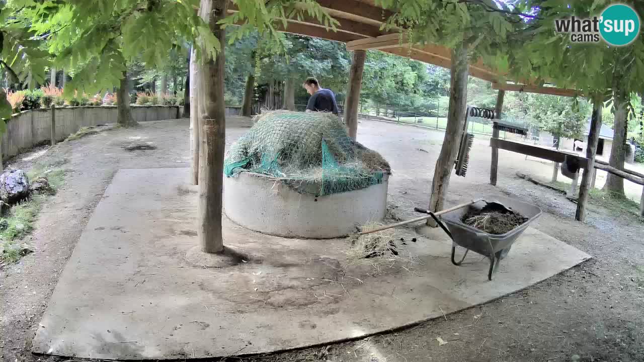 Web kamera uživo Zebras u ZOO Ljubljana – Slovenija