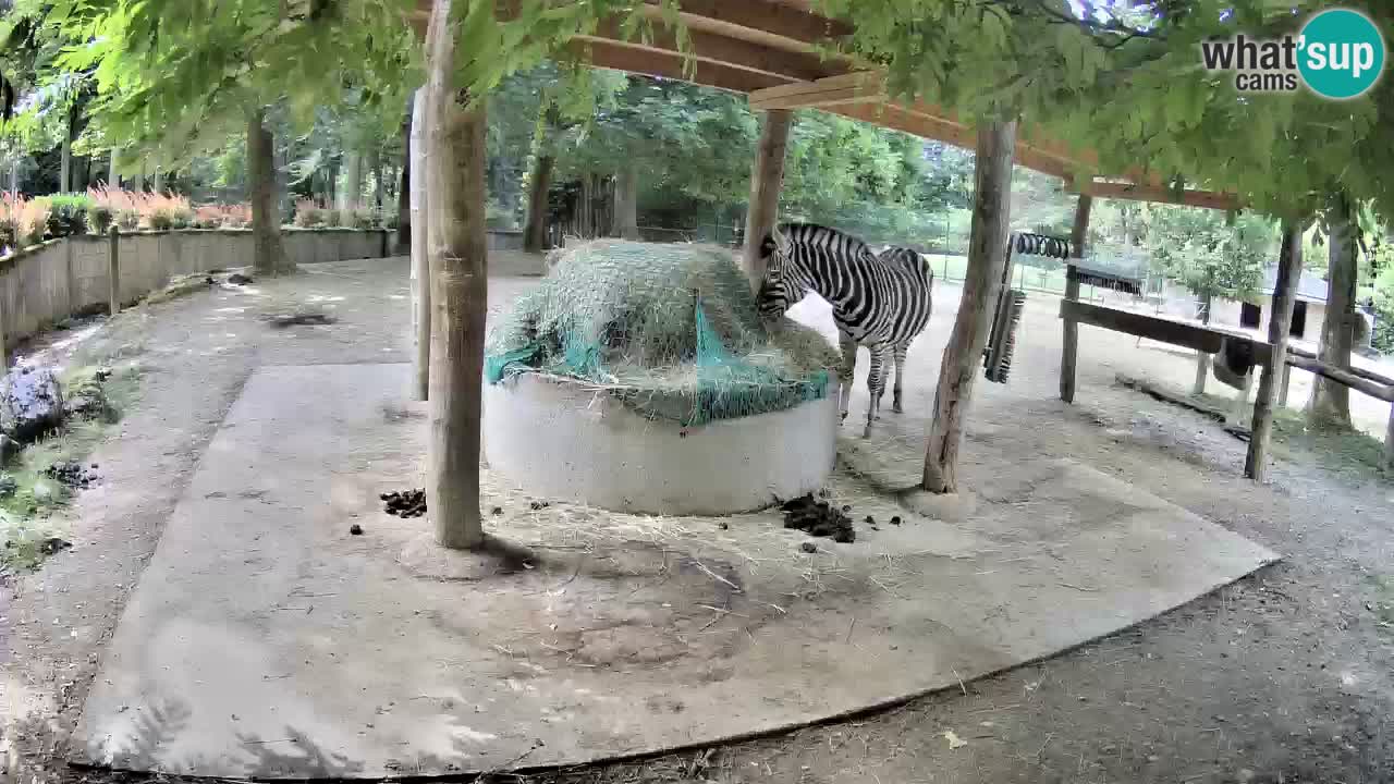 Live Webcam Zebras in Ljubljana ZOO – Slowenien