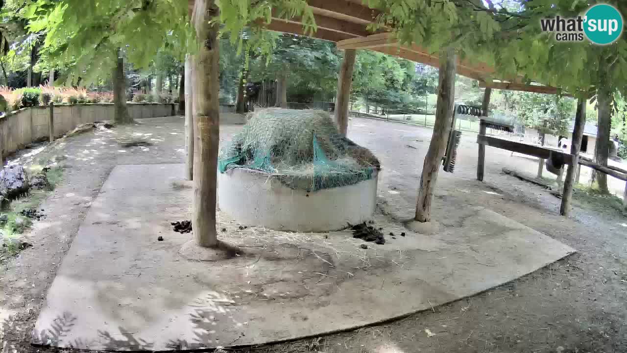 Camera en vivo Cebras in Ljubljana ZOO – Eslovenia
