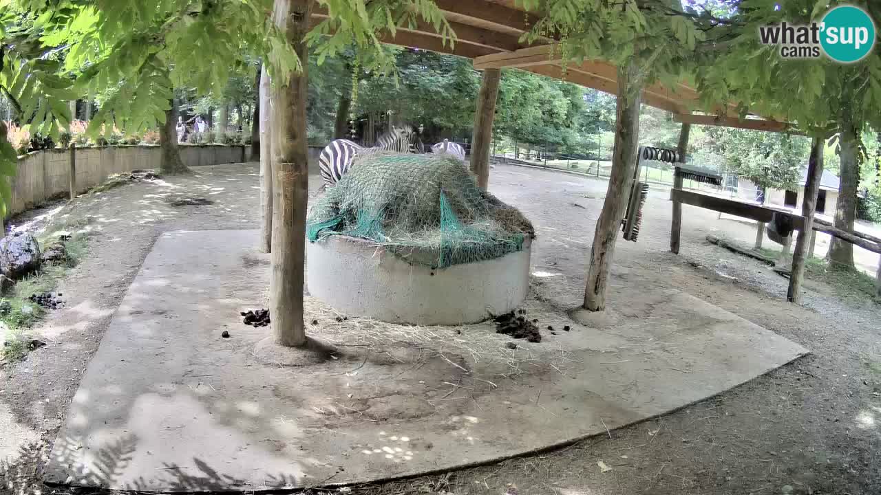 Live webcam Zebras in Ljubljana ZOO – Slovenia