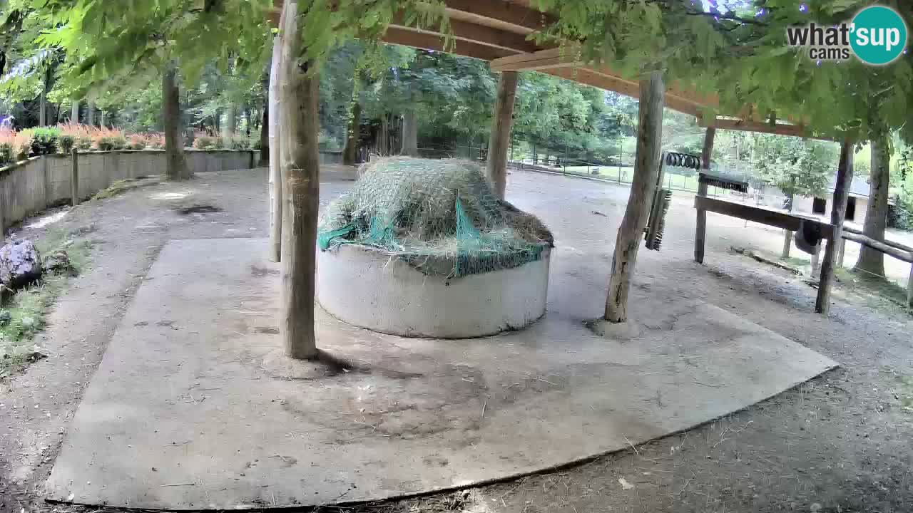 Live Webcam Zebras in Ljubljana ZOO – Slowenien