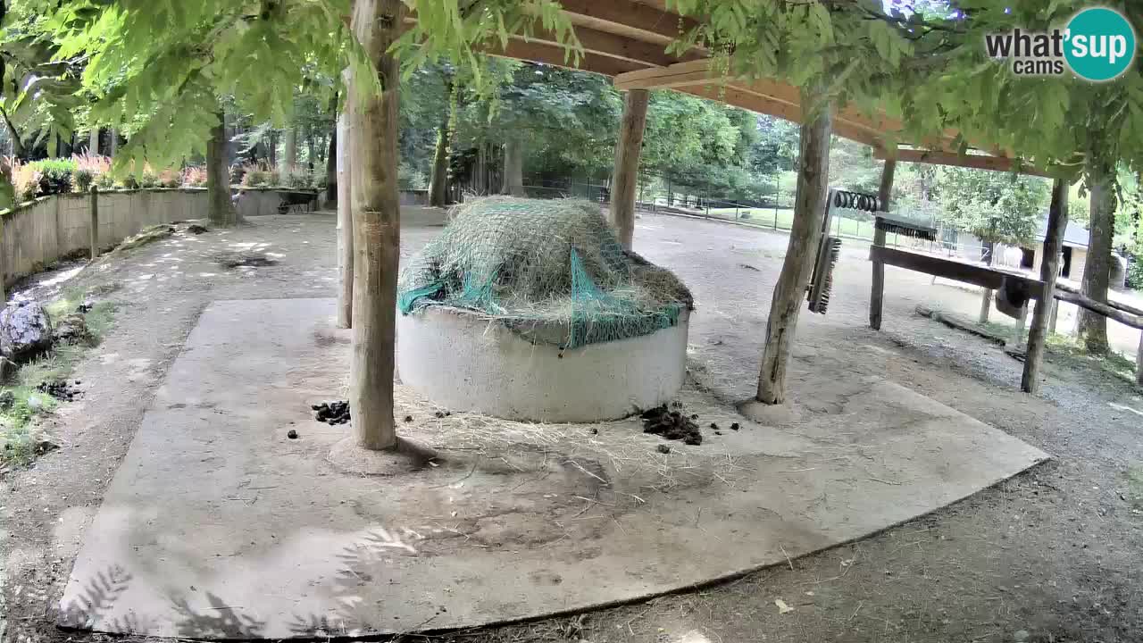 Live webcam Zebras in Ljubljana ZOO – Slovenia