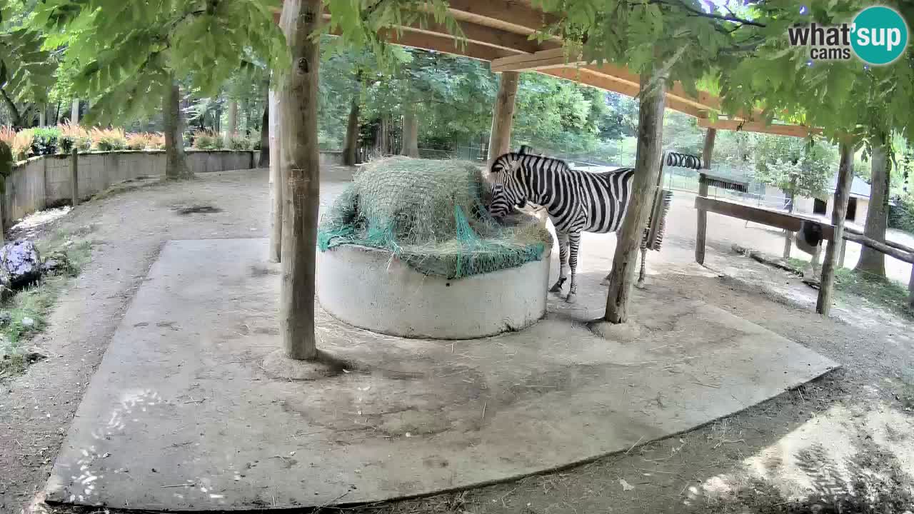 Le Zebre nello ZOO di Ljubljana – Slovenia Live webcam