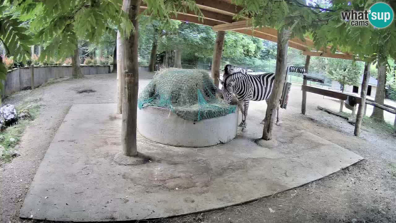 Le Zebre nello ZOO di Ljubljana – Slovenia Live webcam