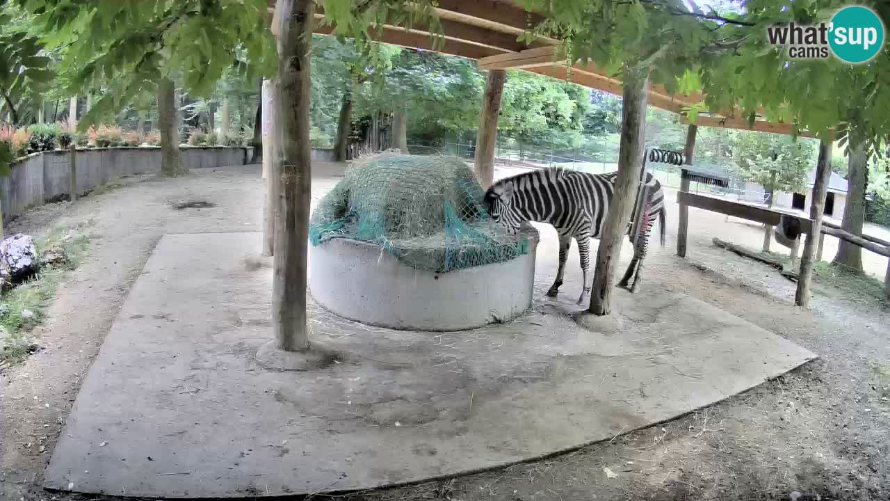 Live Webcam Zebras in Ljubljana ZOO – Slowenien