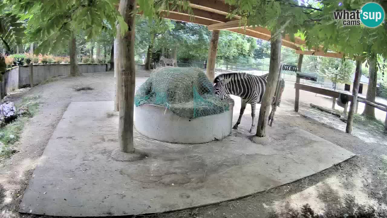 Web kamera uživo Zebras u ZOO Ljubljana – Slovenija