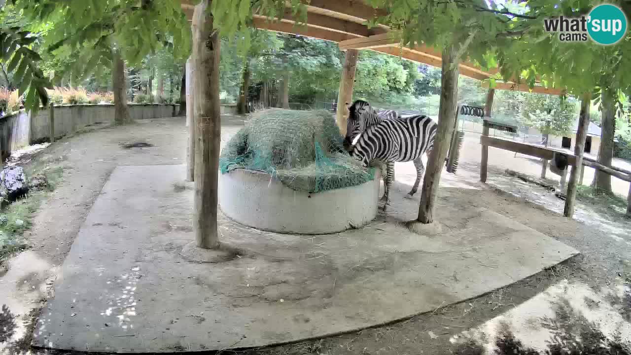 Live webcam Les zèbres in Ljubljana ZOO – Slovénie