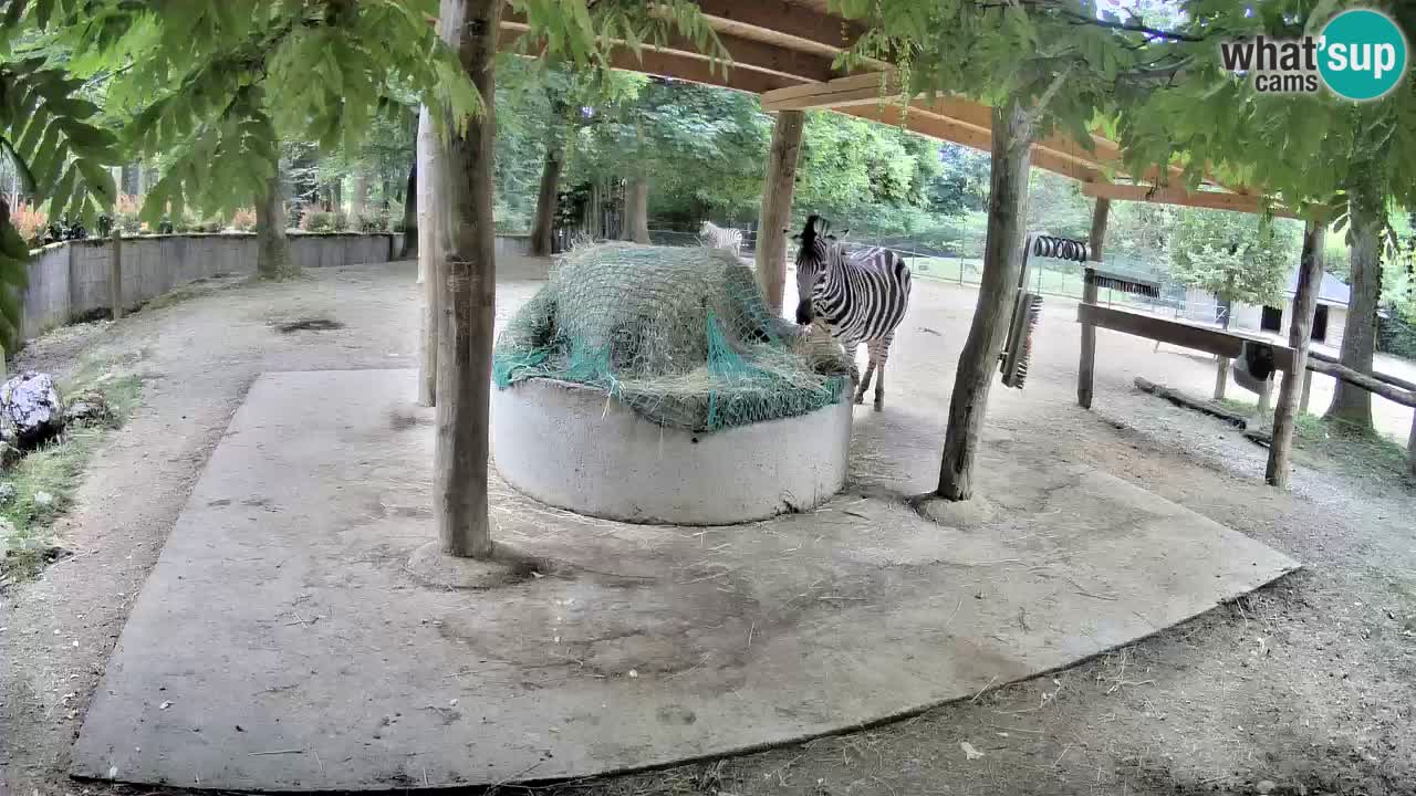 Camera en vivo Cebras in Ljubljana ZOO – Eslovenia