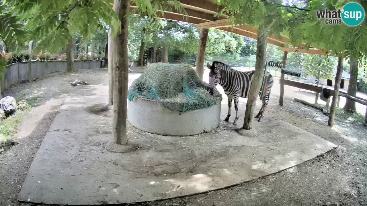 Live webcam Zebras in Ljubljana ZOO – Slovenia