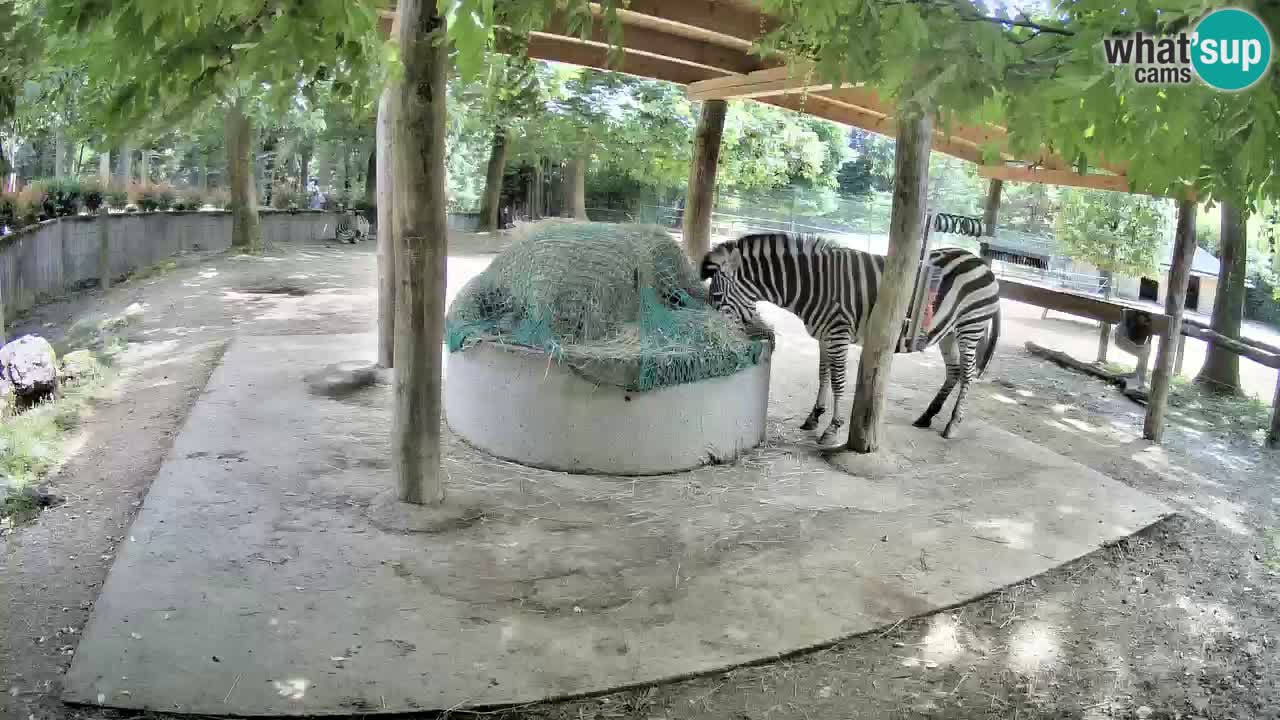 Live webcam Zebras in Ljubljana ZOO – Slovenia