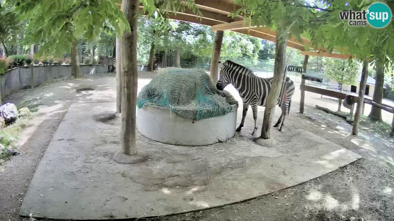 Le Zebre nello ZOO di Ljubljana – Slovenia Live webcam