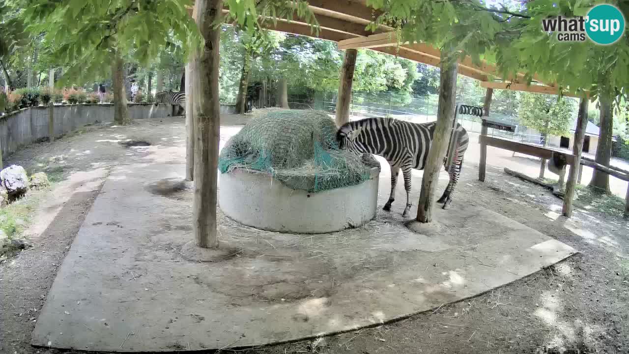 Zebre v živo v živalskem vrtu Ljubljana ZOO spletne kamere