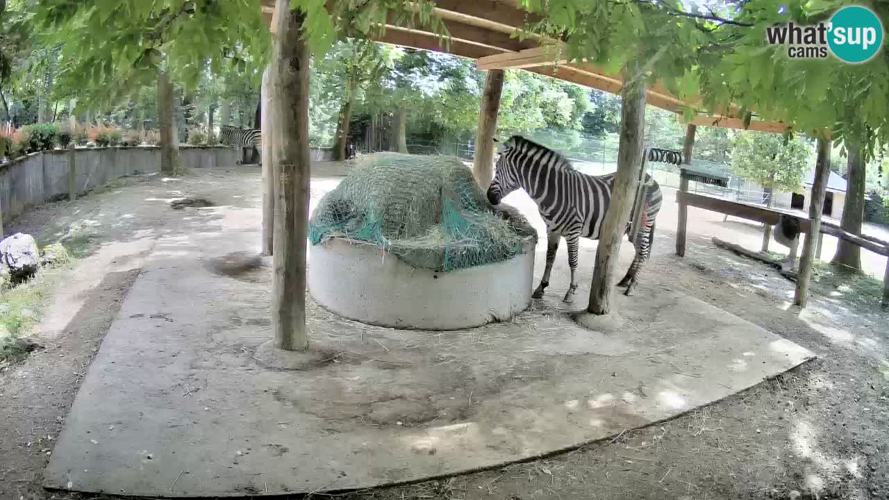 Le Zebre nello ZOO di Ljubljana – Slovenia Live webcam