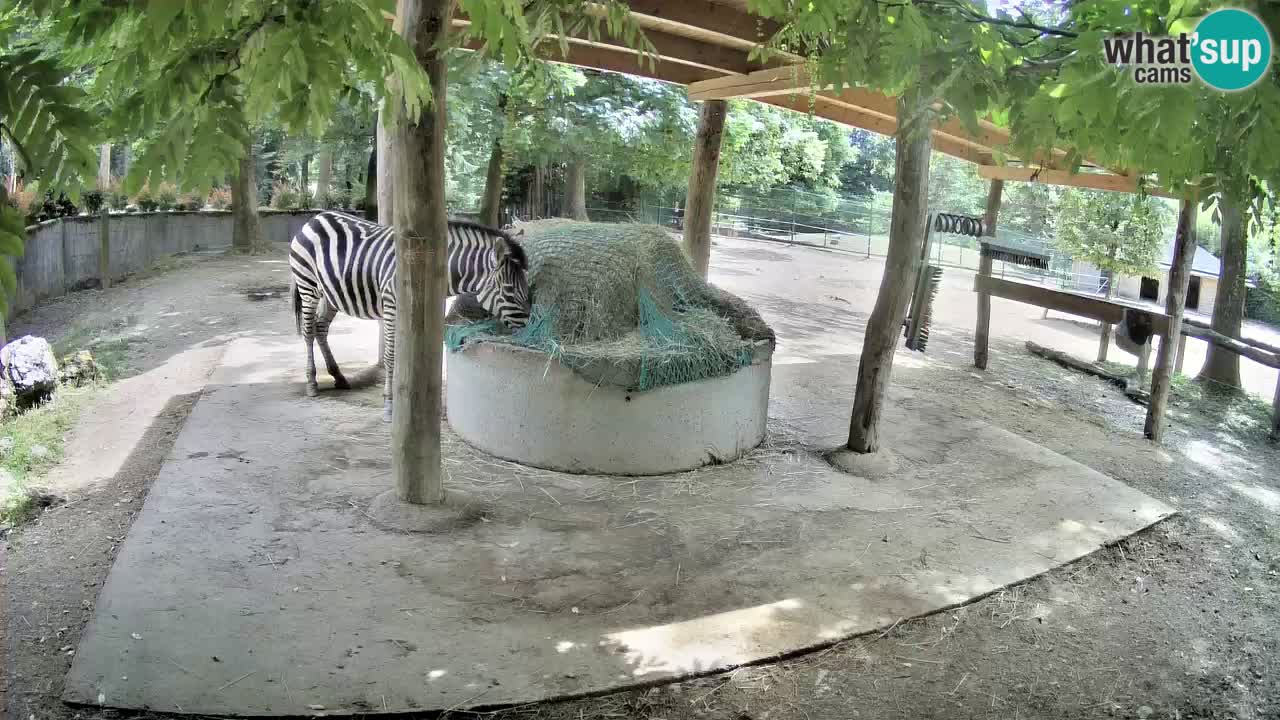 Live webcam Zebras in Ljubljana ZOO – Slovenia