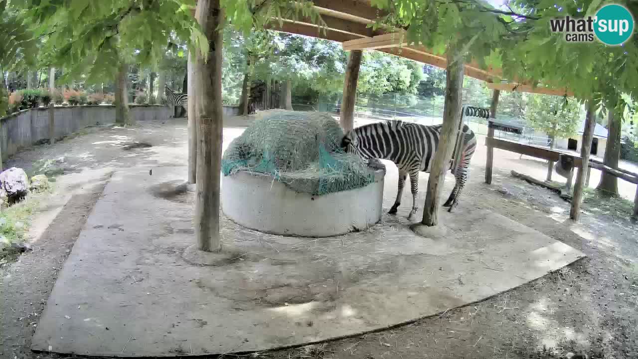 Live webcam Zebras in Ljubljana ZOO – Slovenia