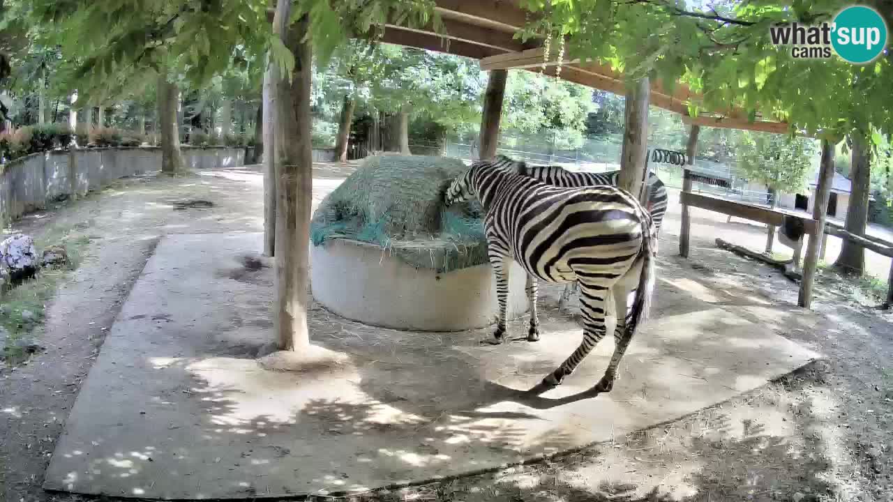 Zebre v živo v živalskem vrtu Ljubljana ZOO spletne kamere