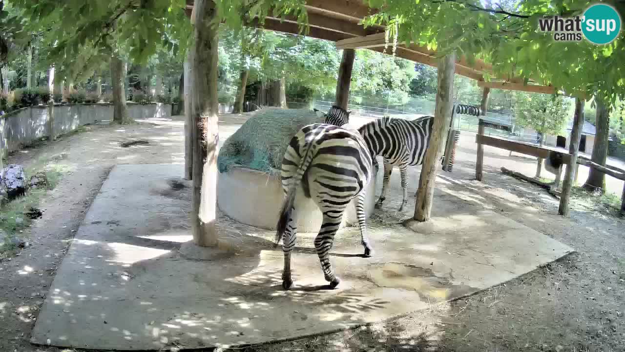 Web kamera uživo Zebras u ZOO Ljubljana – Slovenija
