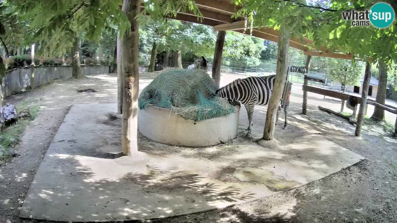 Live Webcam Zebras in Ljubljana ZOO – Slowenien