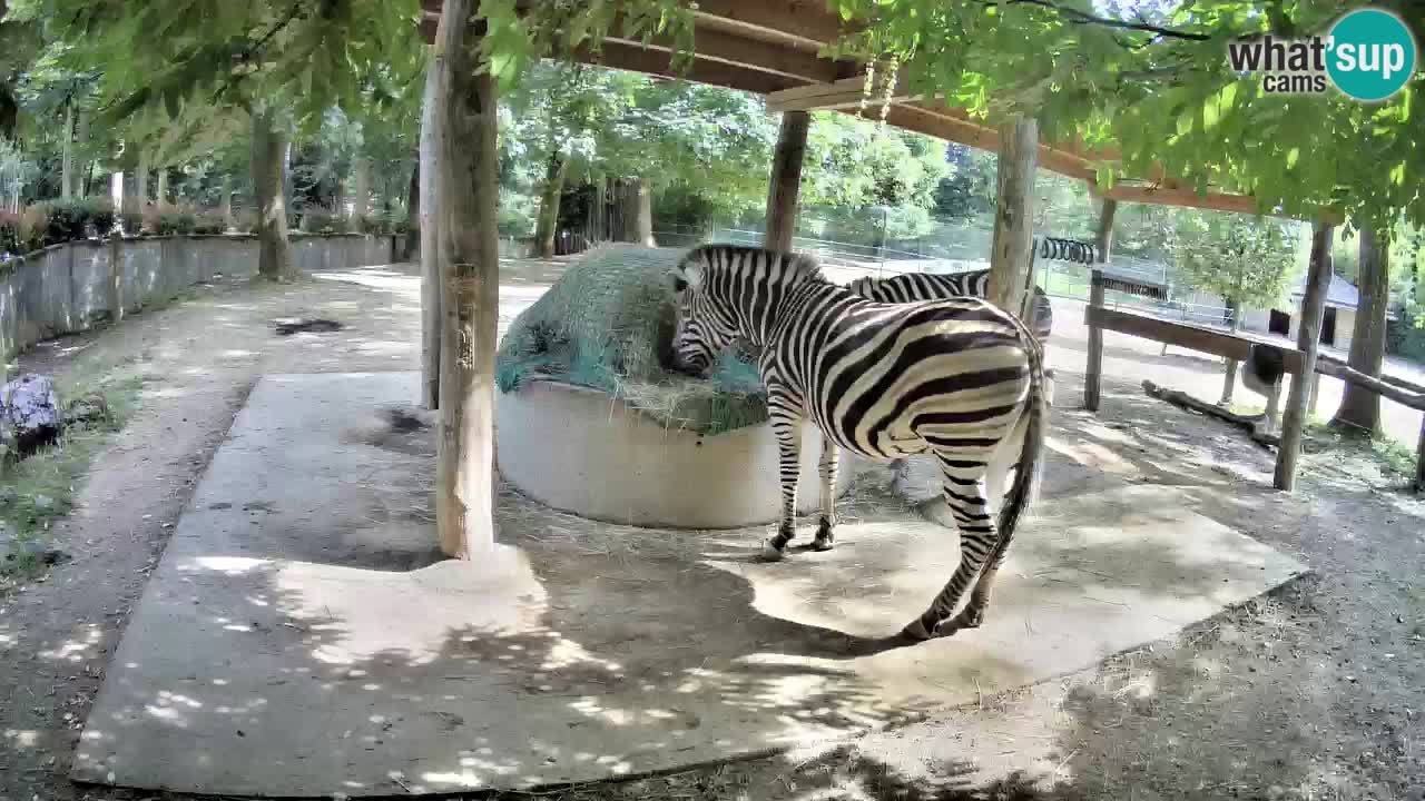 Camera en vivo Cebras in Ljubljana ZOO – Eslovenia
