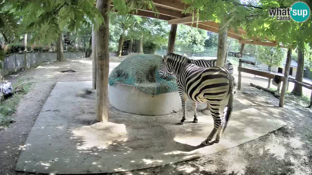 Live Webcam Zebras in Ljubljana ZOO – Slowenien
