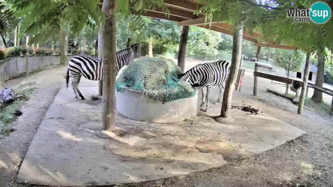 Zebre v živo v živalskem vrtu Ljubljana ZOO spletne kamere