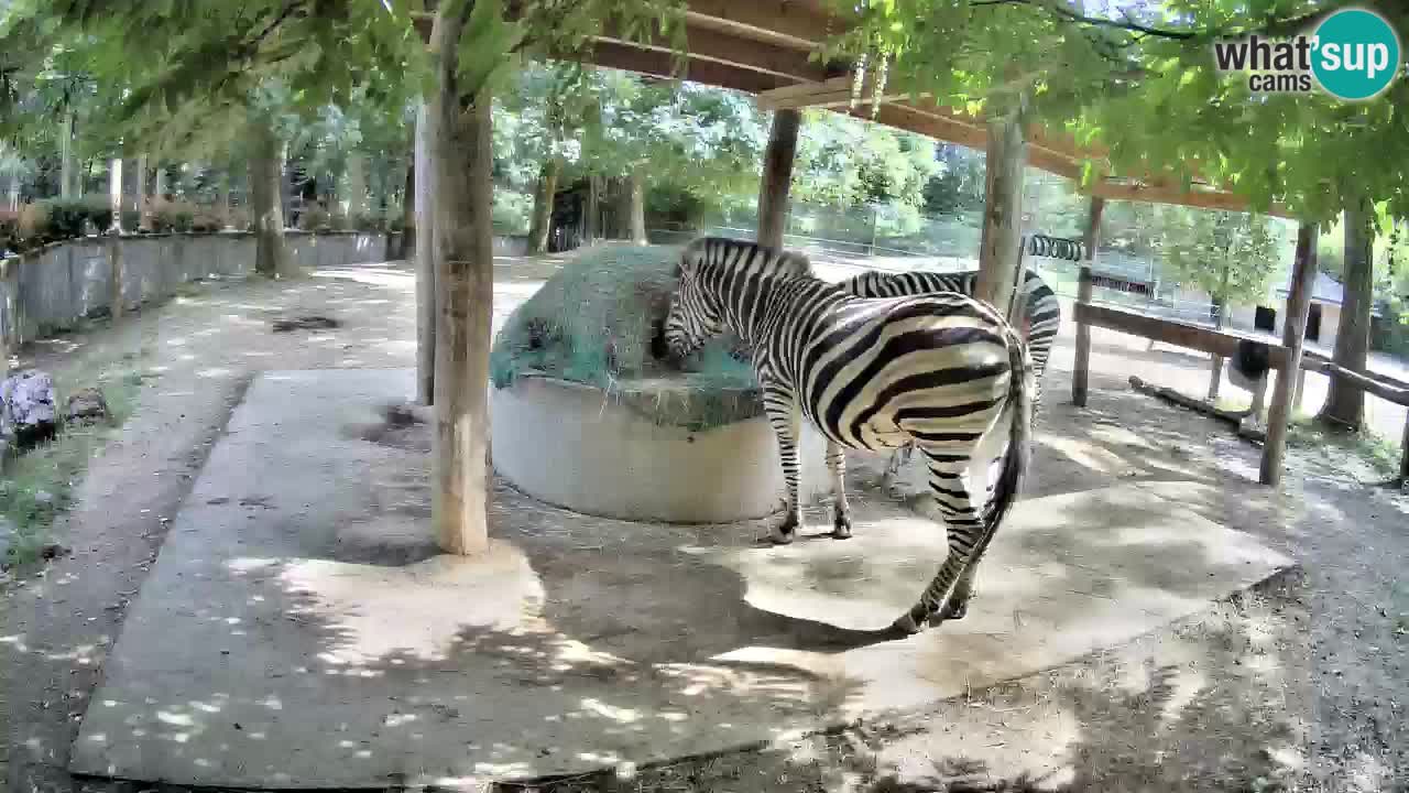 Web kamera uživo Zebras u ZOO Ljubljana – Slovenija
