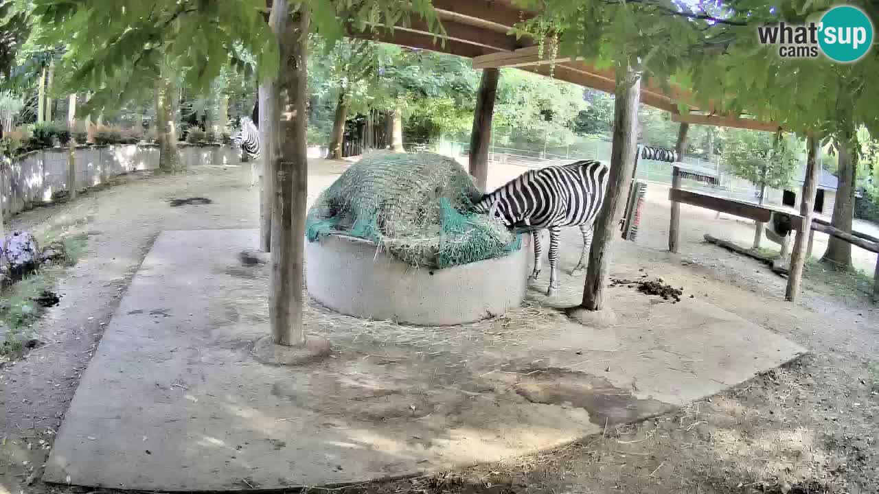 Zebre v živo v živalskem vrtu Ljubljana ZOO spletne kamere