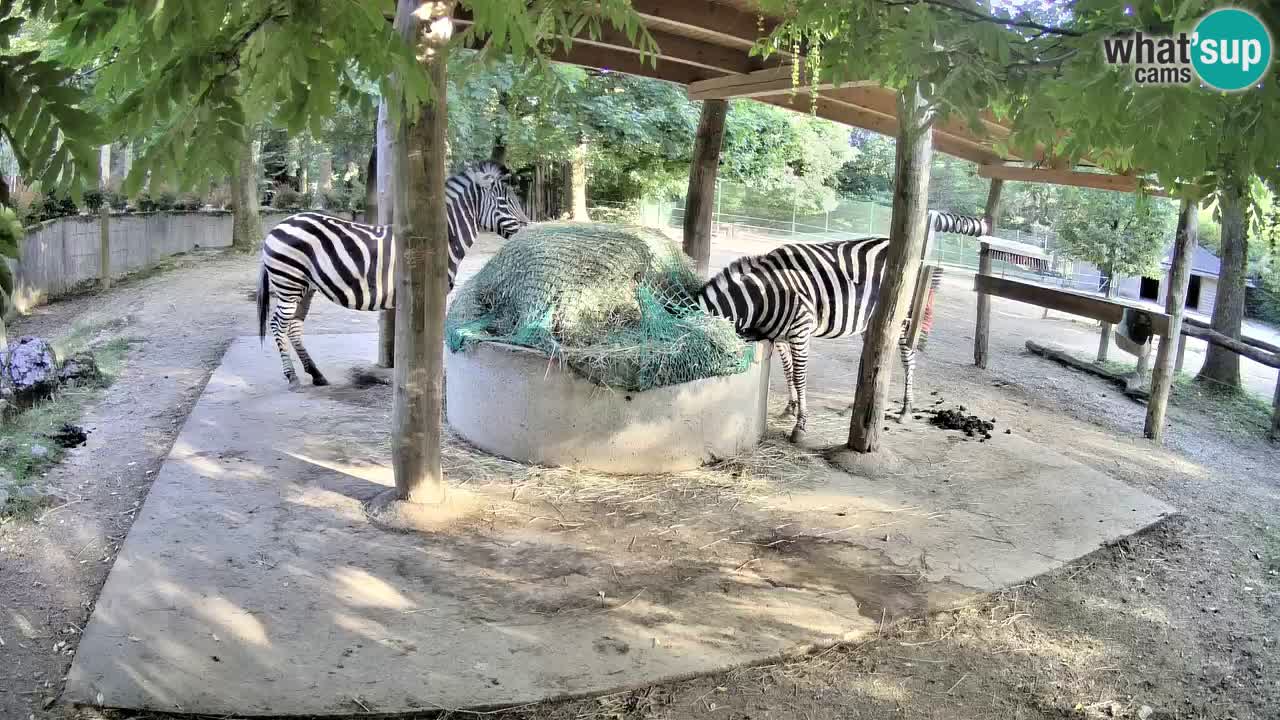 Zebre v živo v živalskem vrtu Ljubljana ZOO spletne kamere
