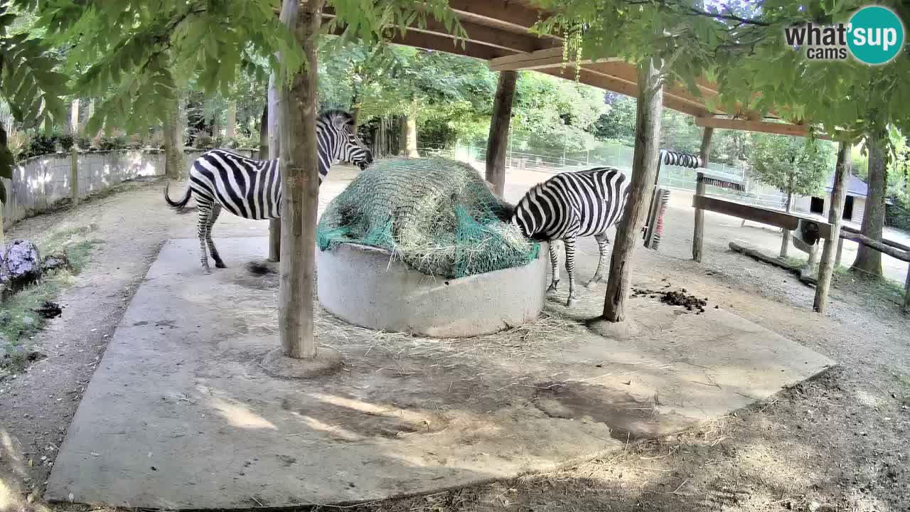Live webcam Zebras in Ljubljana ZOO – Slovenia