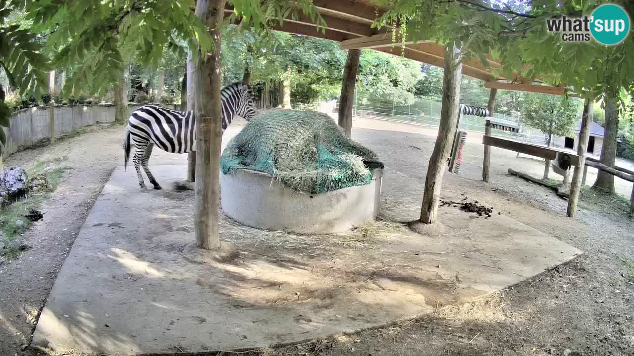 Live webcam Zebras in Ljubljana ZOO – Slovenia