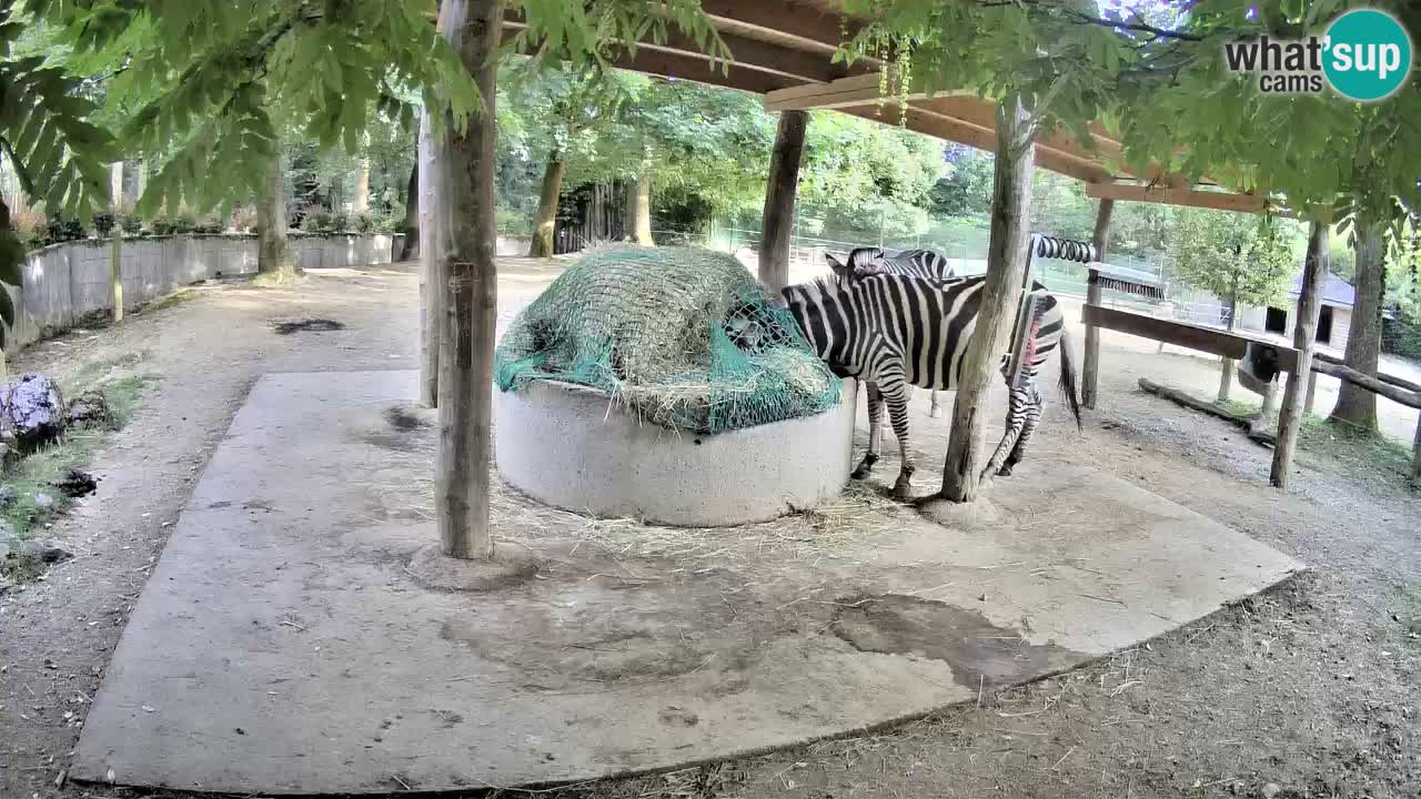 Live webcam Zebras in Ljubljana ZOO – Slovenia
