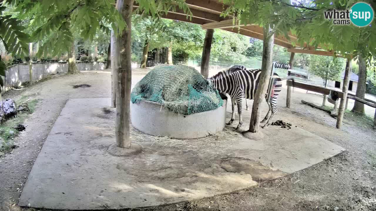 Camera en vivo Cebras in Ljubljana ZOO – Eslovenia
