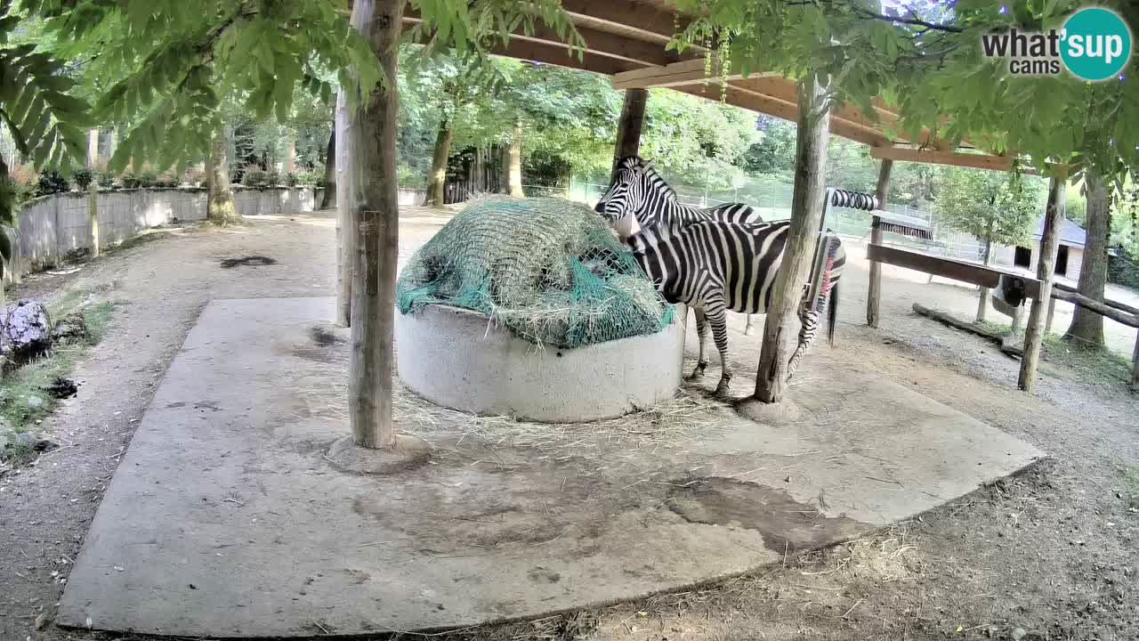 Camera en vivo Cebras in Ljubljana ZOO – Eslovenia