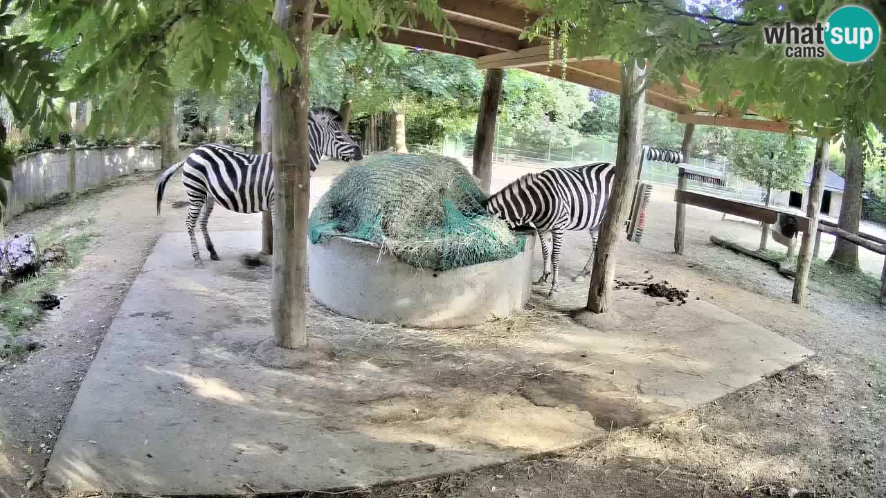Live webcam Zebras in Ljubljana ZOO – Slovenia