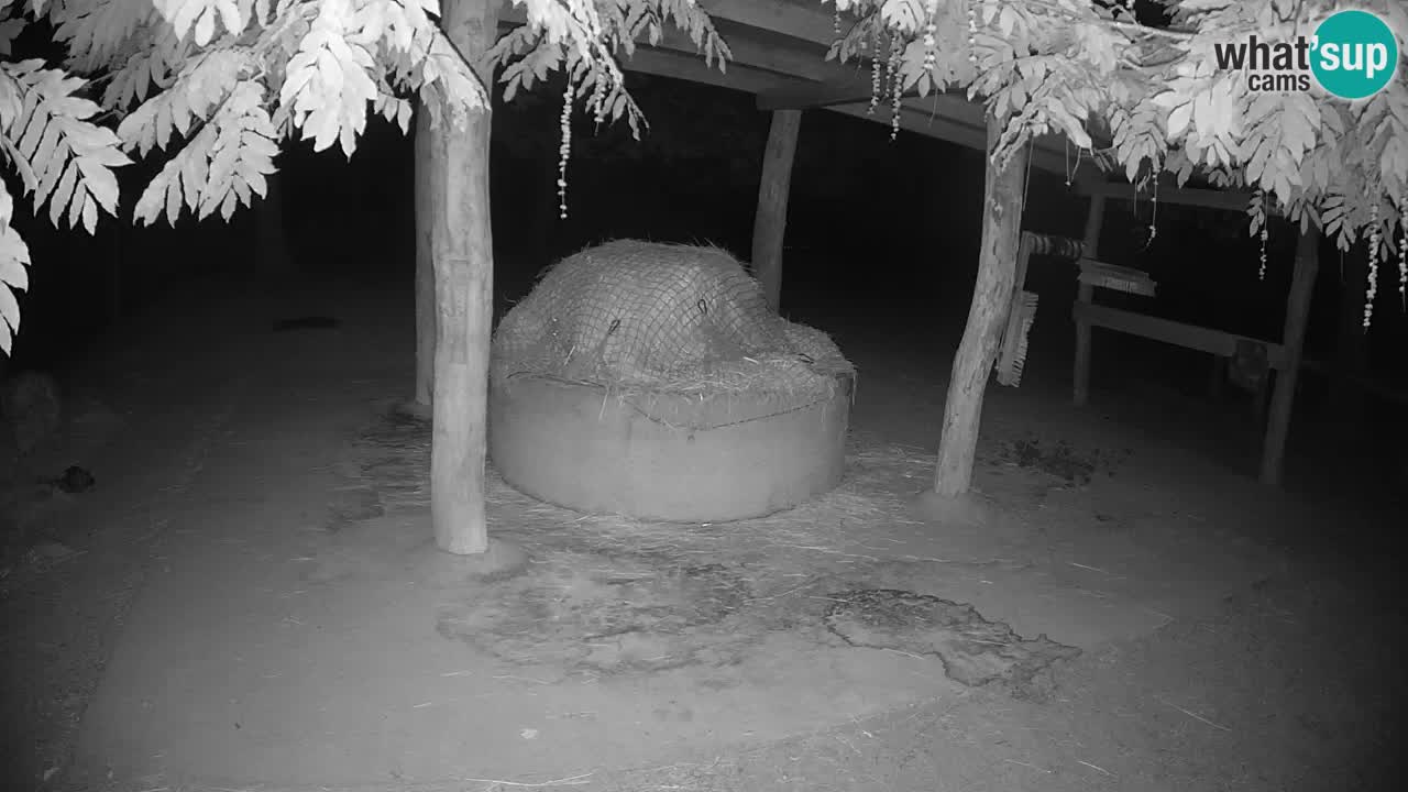 Live webcam Les zèbres in Ljubljana ZOO – Slovénie