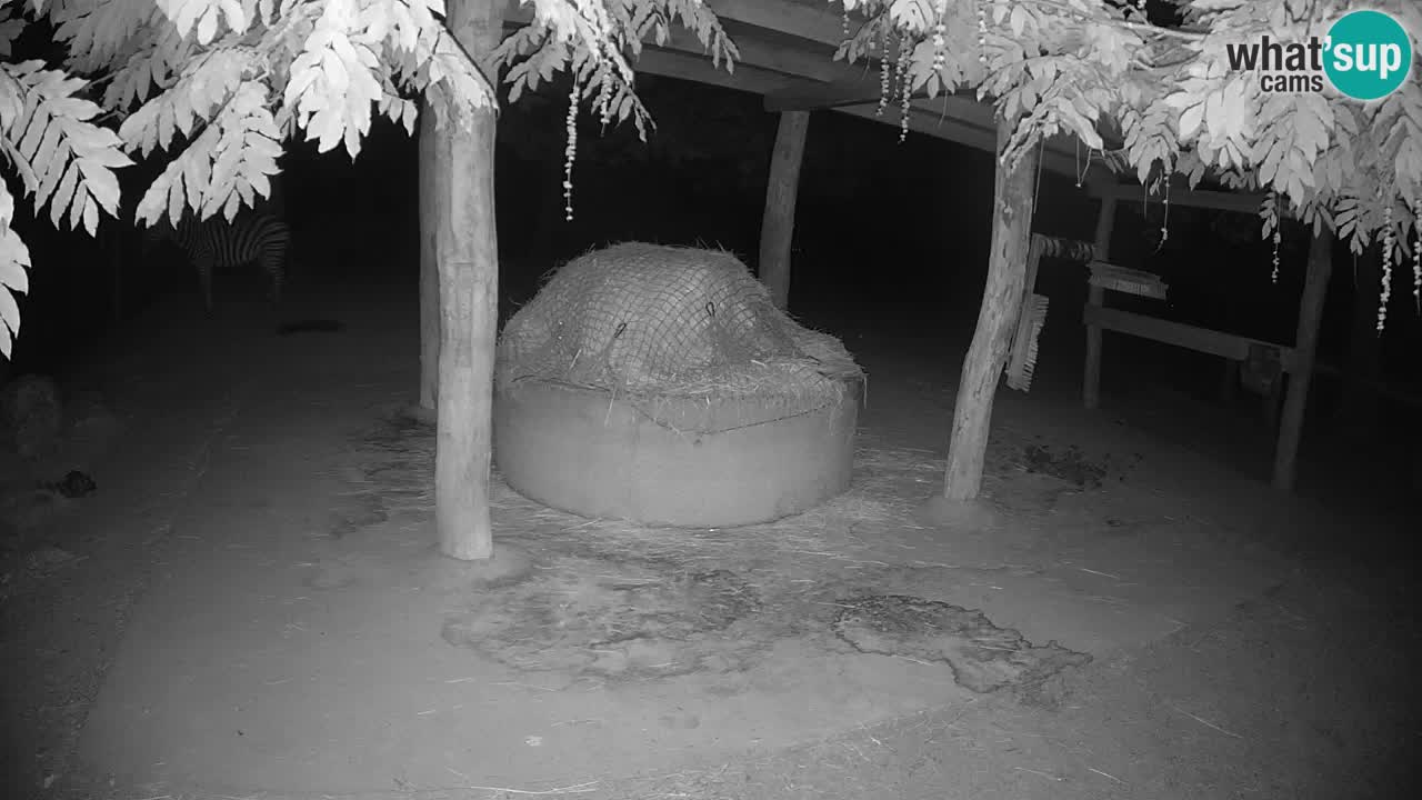 Le Zebre nello ZOO di Ljubljana – Slovenia Live webcam