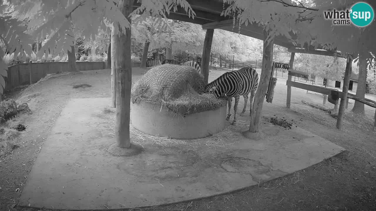 Zebre v živo v živalskem vrtu Ljubljana ZOO spletne kamere