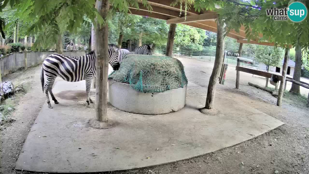 Live Webcam Zebras in Ljubljana ZOO – Slowenien