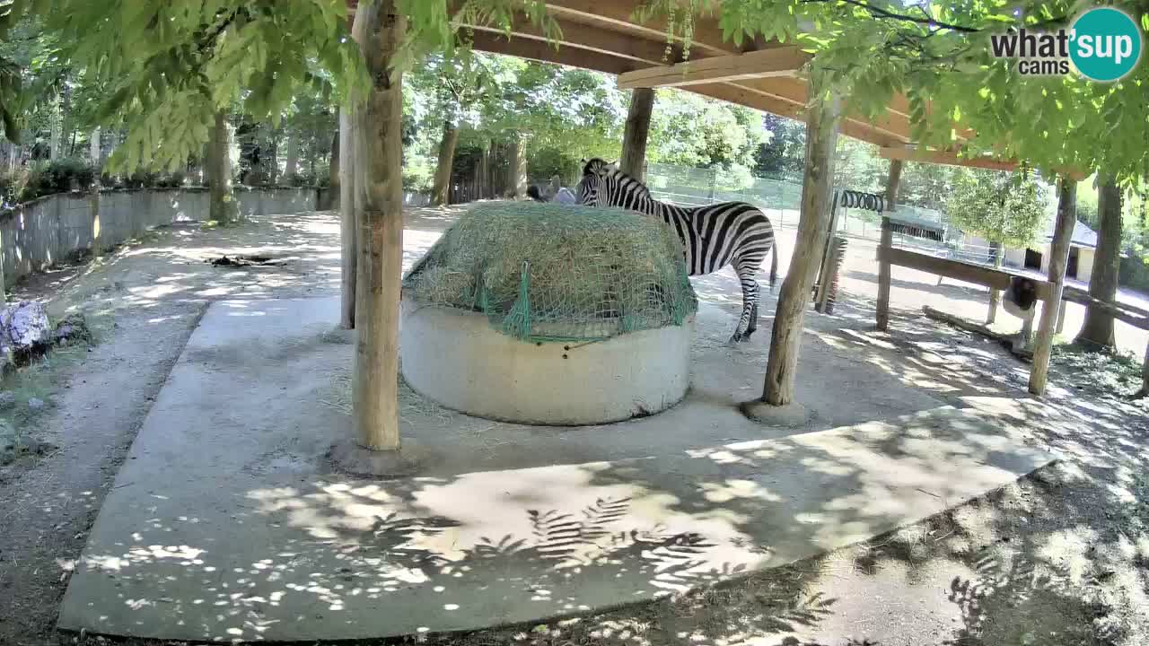 Camera en vivo Cebras in Ljubljana ZOO – Eslovenia