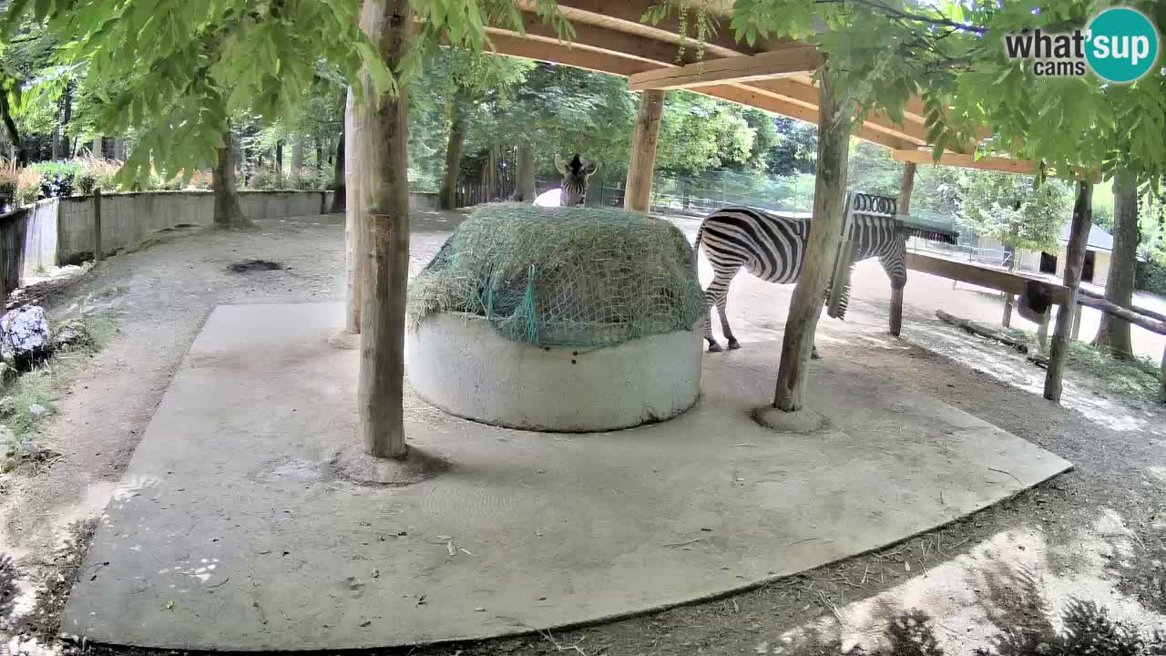 Web kamera uživo Zebras u ZOO Ljubljana – Slovenija